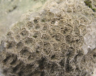 Petalaxis stylaxis�Trautschold