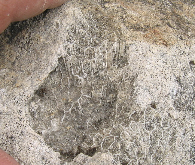 Petalaxis stylaxis�Trautschold