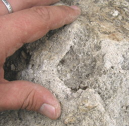 Petalaxis stylaxis�Trautschold