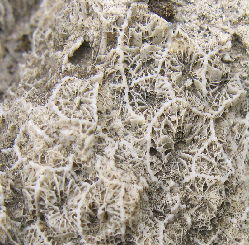 Petalaxis stylaxis�Trautschold