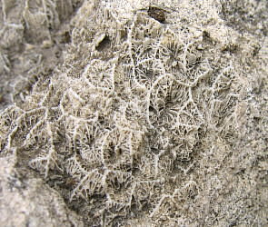 Petalaxis stylaxis�Trautschold