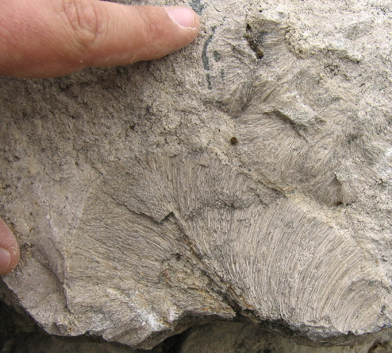 Chaetetes radians Fischer