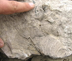 Chaetetes radians Fischer