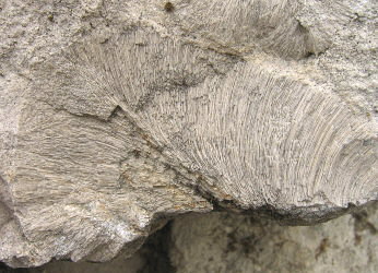 Chaetetes radians Fischer