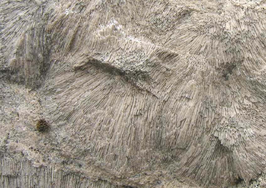 Chaetetes radians Fischer