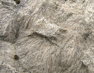 Chaetetes radians Fischer