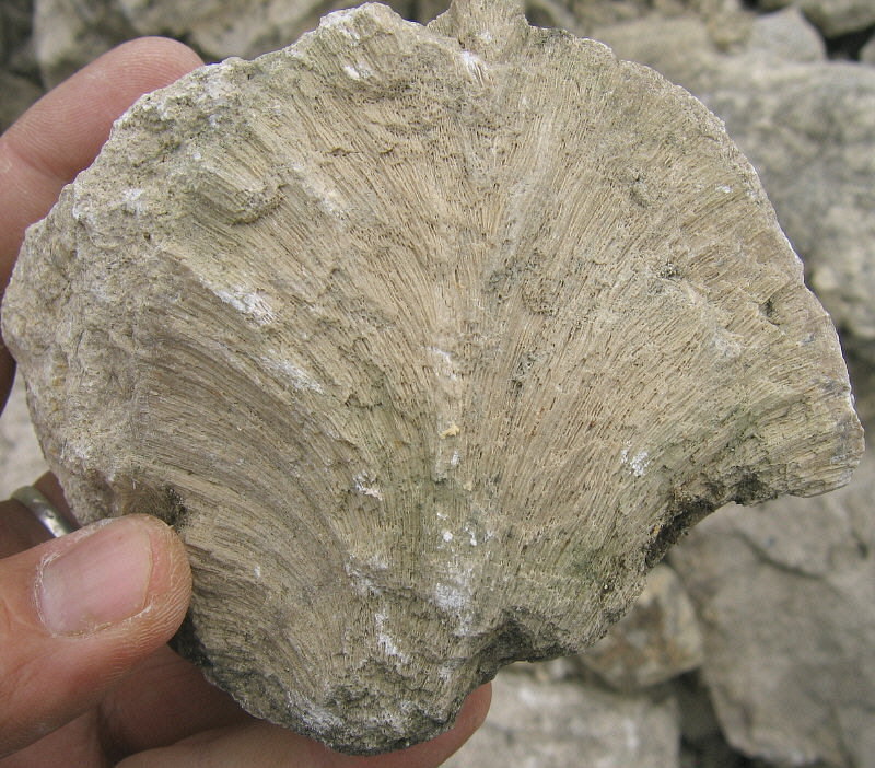 Chaetetes radians Fischer