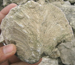 Chaetetes radians Fischer