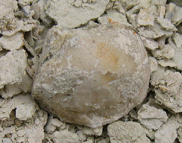 Neophricodothyris mosquensis E. Ivanova