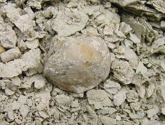 Neophricodothyris mosquensis E. Ivanova