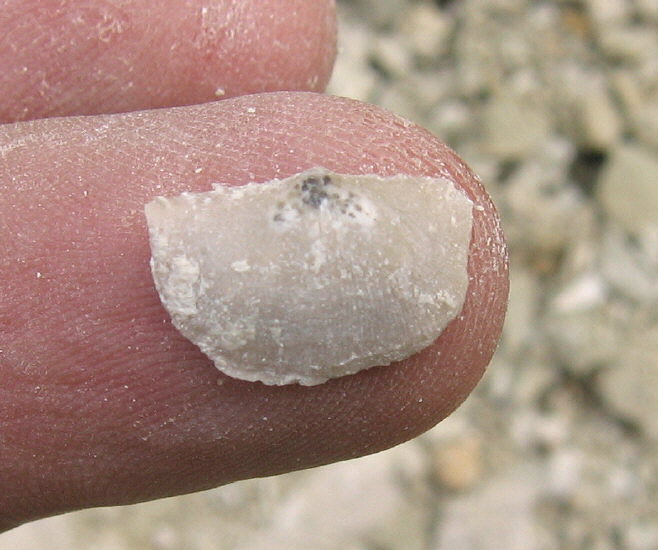 Neochonetes carboniferus Keyserling