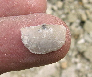 Neochonetes carboniferus Keyserling