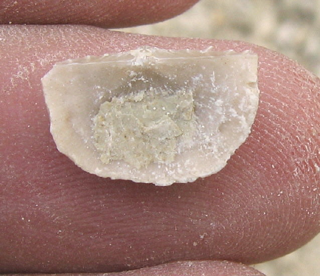 Neochonetes carboniferus Keyserling