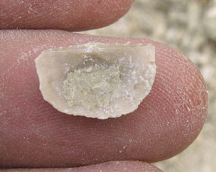 Neochonetes carboniferus Keyserling