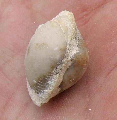 Neophricodothyris mosquensis E. Ivanova