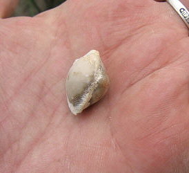 Neophricodothyris mosquensis E. Ivanova