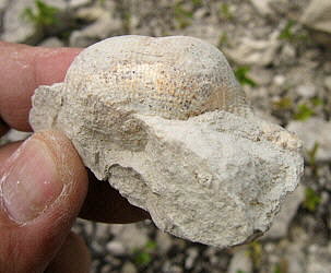 Admoskovia inflatiformis Lazarev