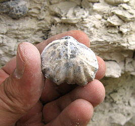 Enteletes lamarckii Fischer 1830