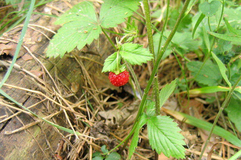 Summer Fossil Hunt in Russia