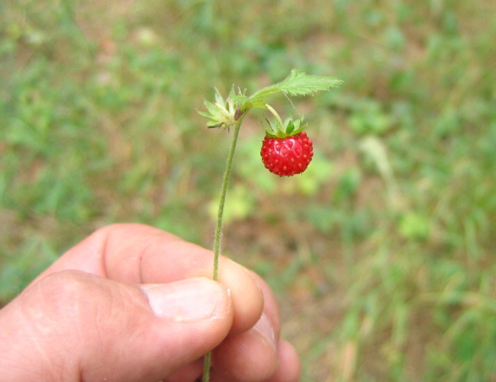 Summer Fossil Hunt in Russia