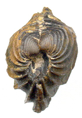 Astartella varica McChesney, 1859