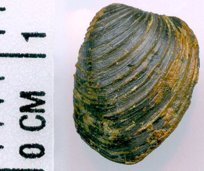 Astartella concentrica (Conrad, 1842)