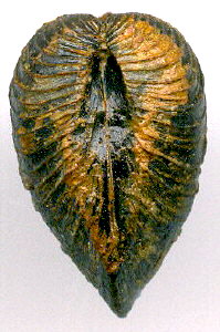 Astartella concentrica (Conrad, 1842)