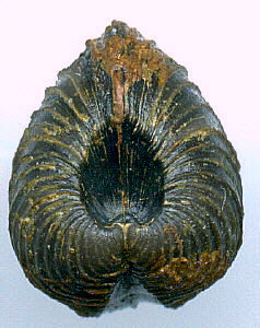 Astartella concentrica (Conrad, 1842)