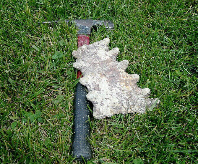 Temnocheilus annulonodosus