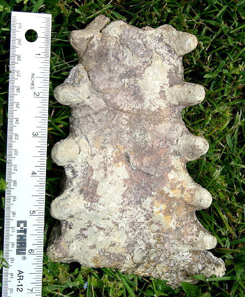 Temnocheilus annulonodosus