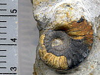 Parametacoceras bellatulum