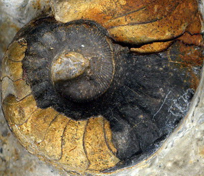 Parametacoceras bellatulum