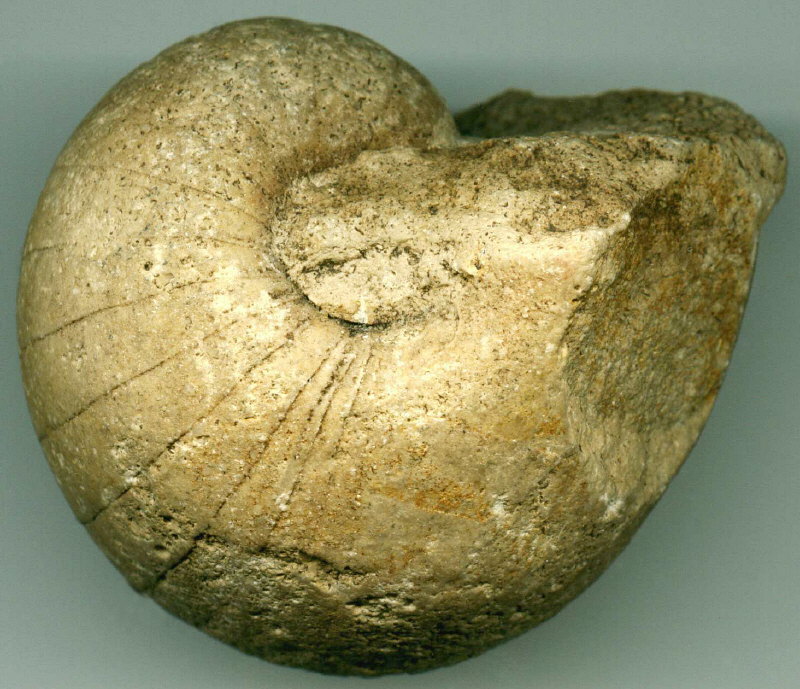 Liroceras excentricum (Eichwald, 1857)