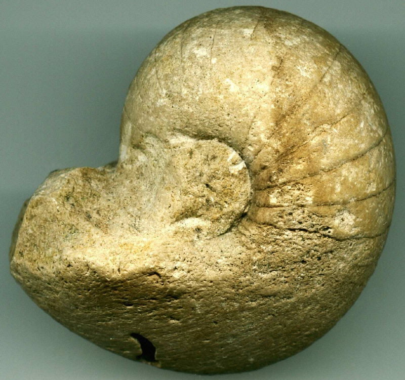 Liroceras excentricum (Eichwald, 1857)