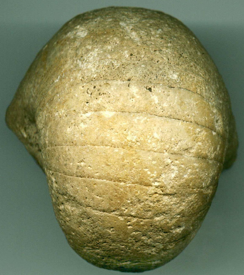 Liroceras excentricum (Eichwald, 1857)