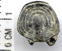 chiton tail valve
