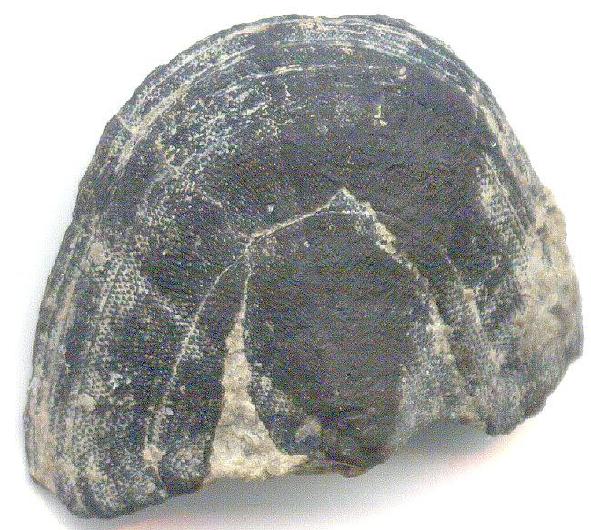 Glaphurochiton carbonarius - head valve