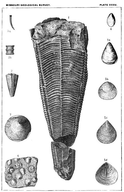 Paraconularia missouriensis