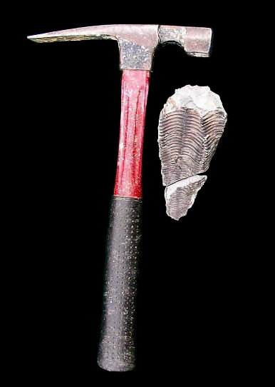 Paraconularia missouriensis