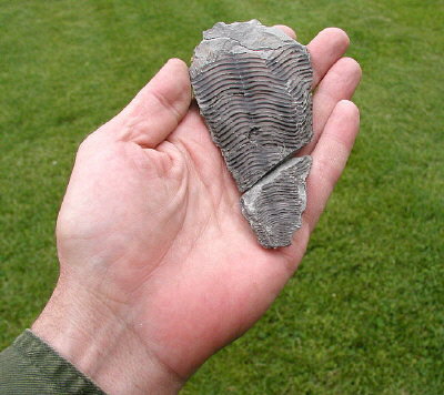 Paraconularia missouriensis