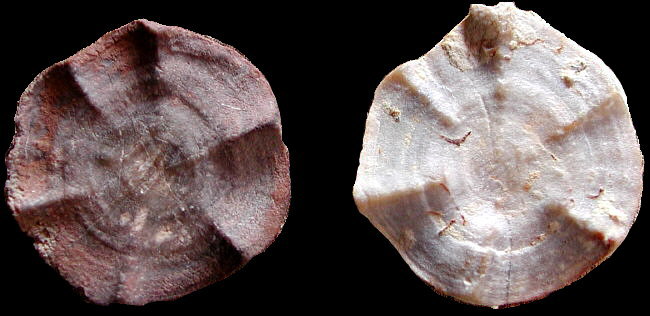 Edriocrinus dispansus