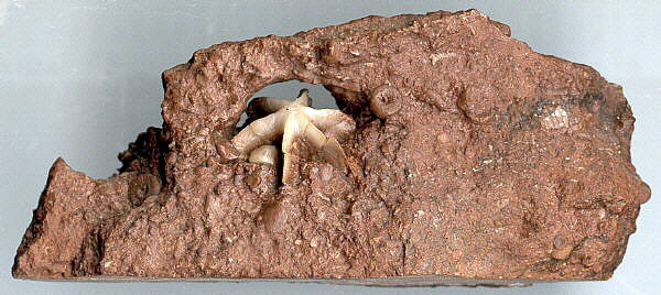 Evactinopora radiata