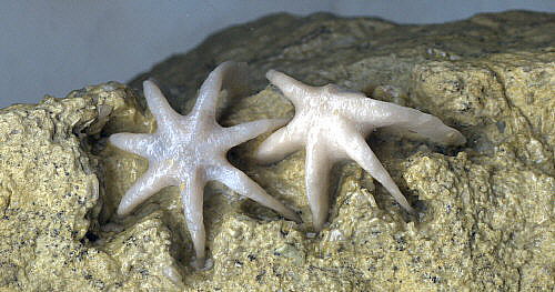 Evactinopora radiata