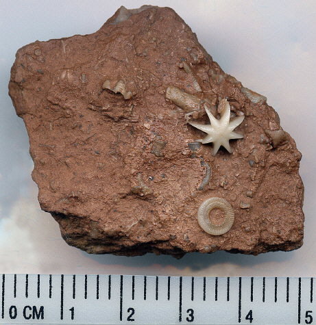 Evactinopora radiata