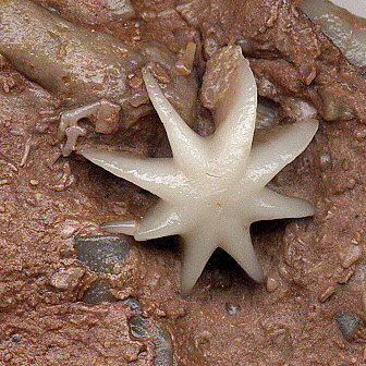 Evactinopora radiata