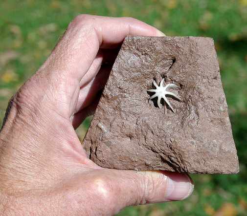 Evactinopora radiata