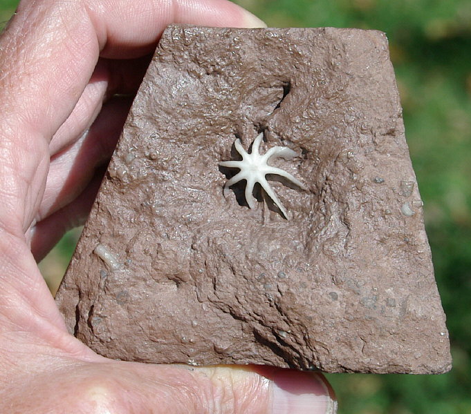 Evactinopora radiata