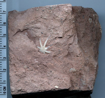 Evactinopora radiata