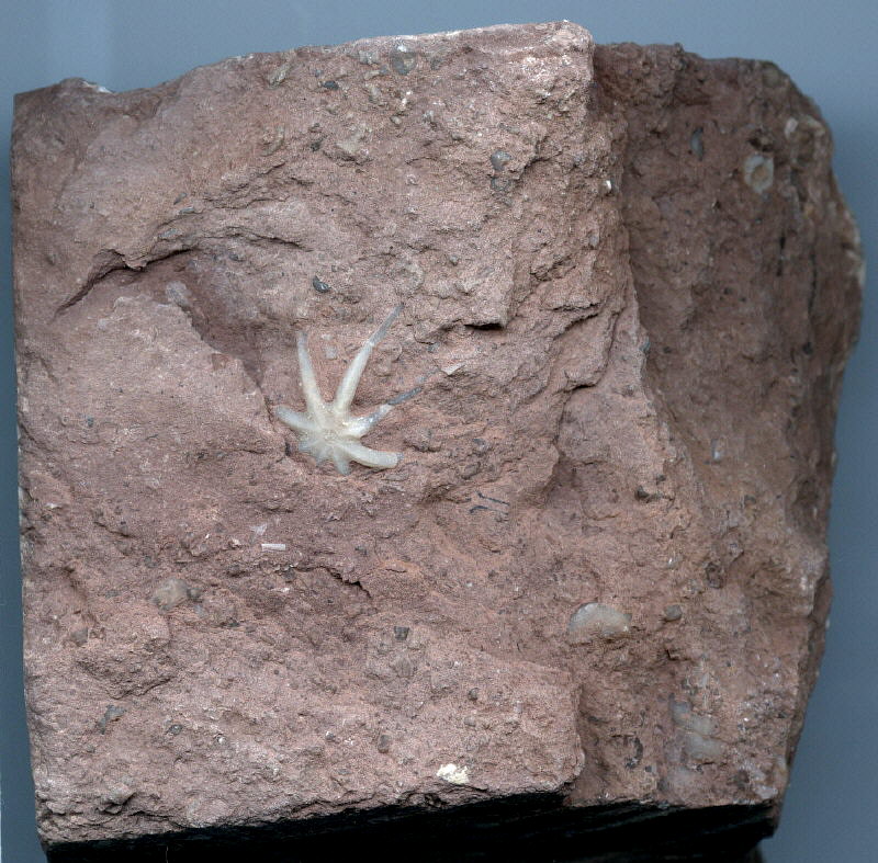 Evactinopora radiata