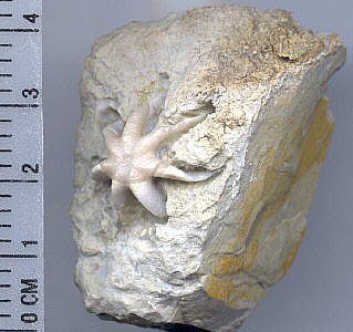 Evactinopora radiata